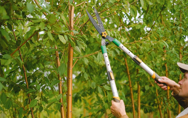 Tree trimming in Grapeville, PA
