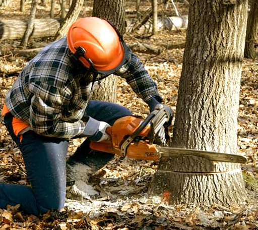 Tree Removal in Grapeville, PA